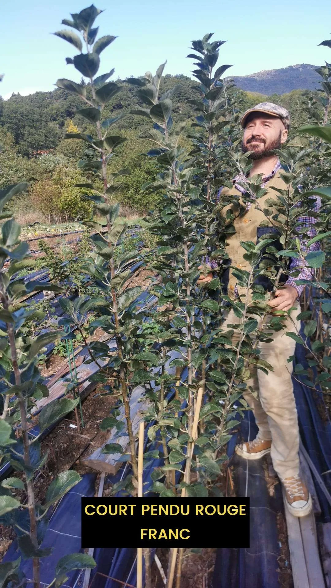 Pommier de Garde COURT PENDU ROUGE – Image 2