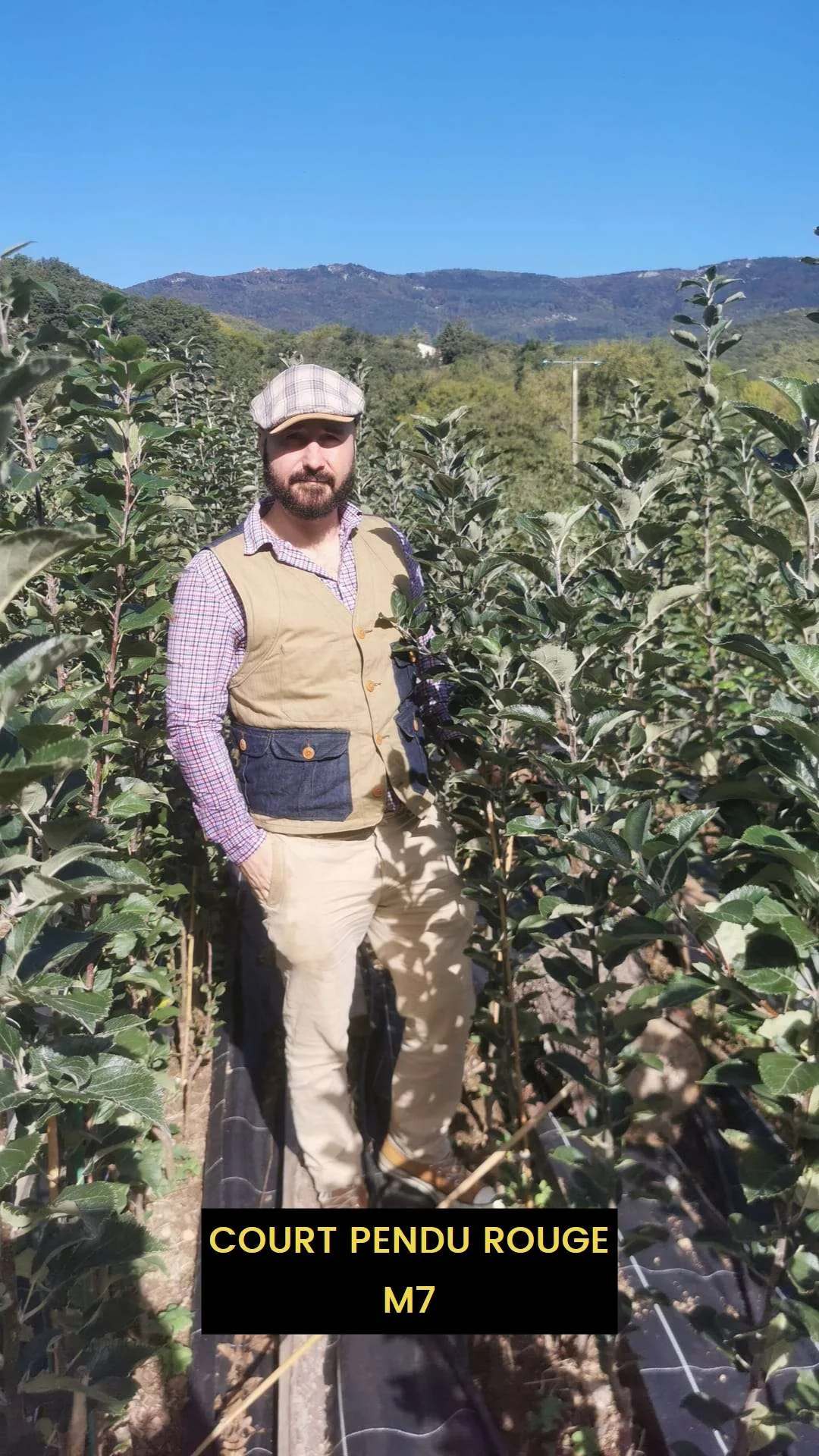 Pommier de Garde COURT PENDU ROUGE – Image 3