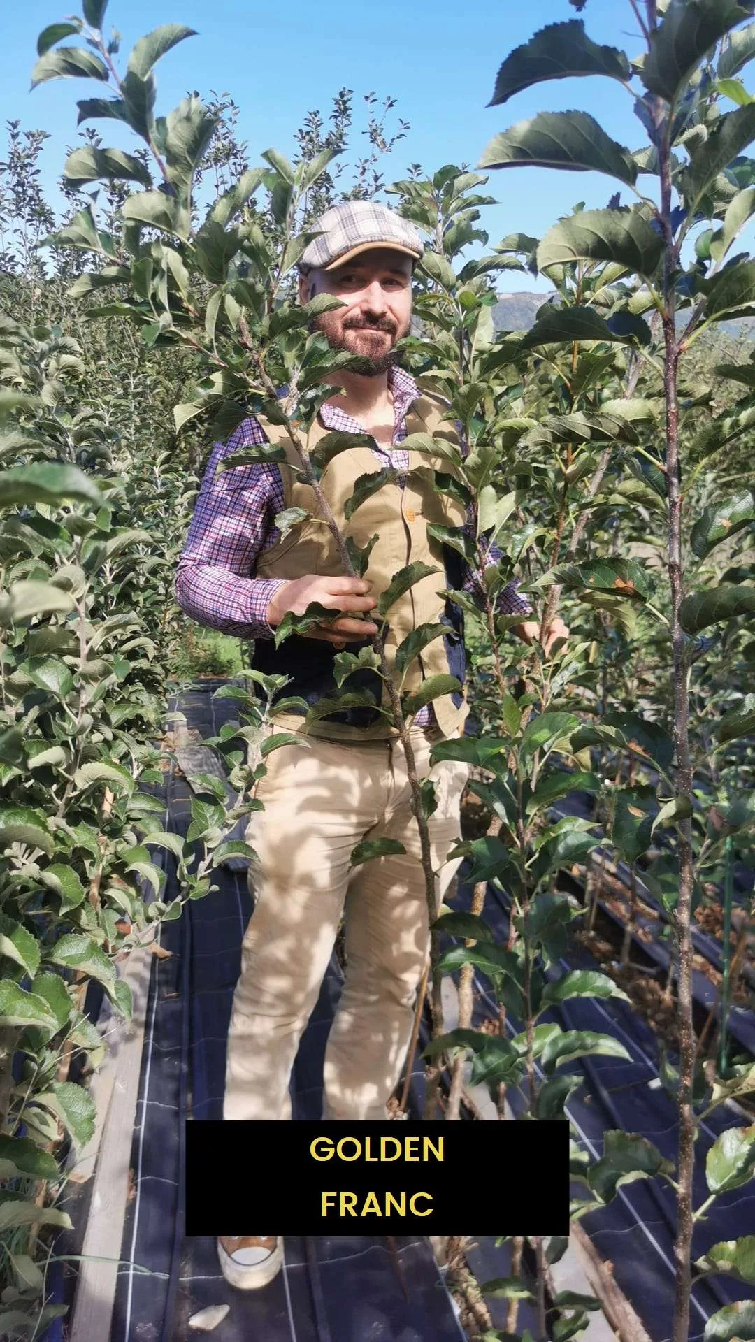 Pommier de Garde GOLDEN – Image 2