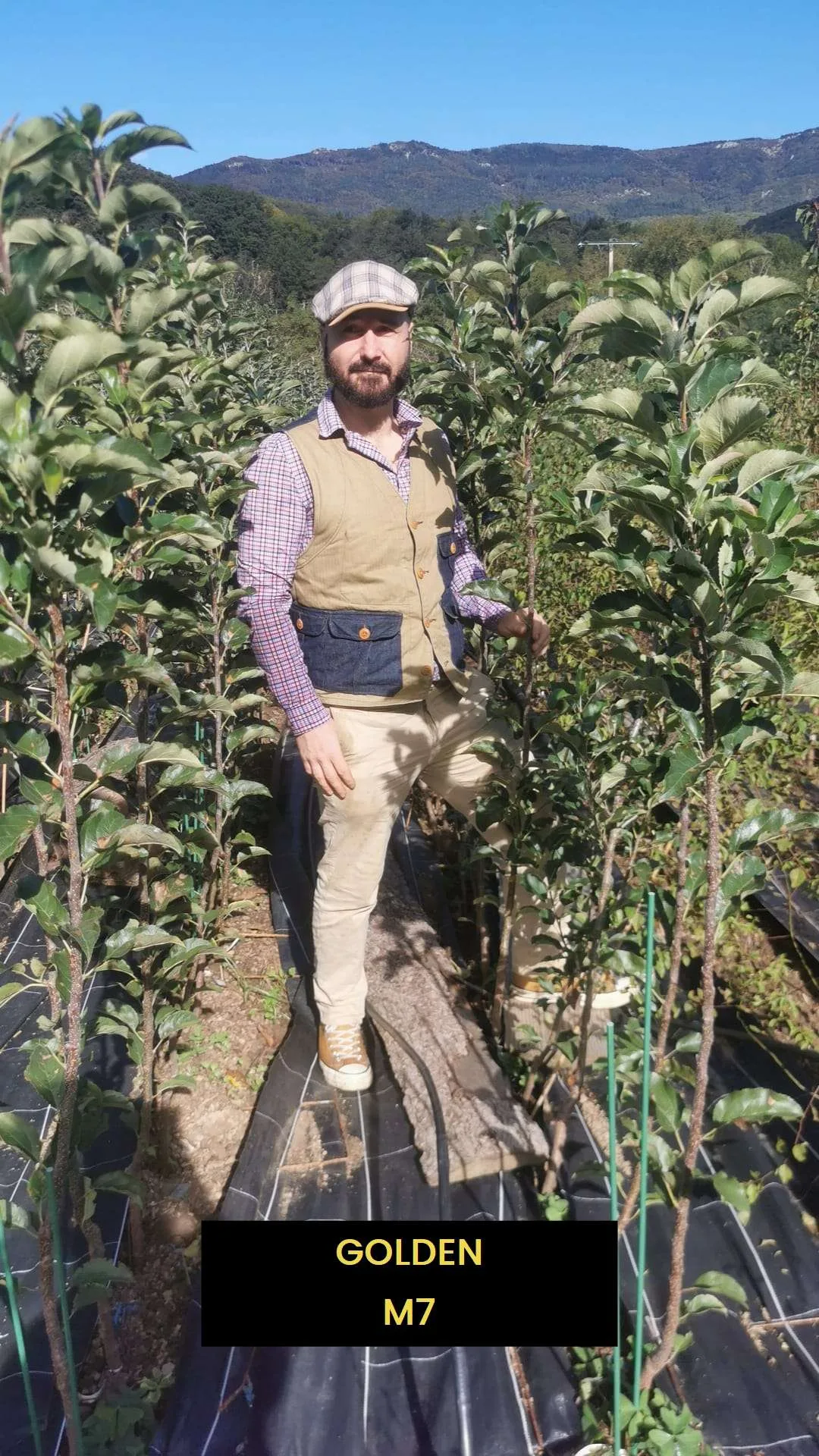 Pommier de Garde GOLDEN – Image 3