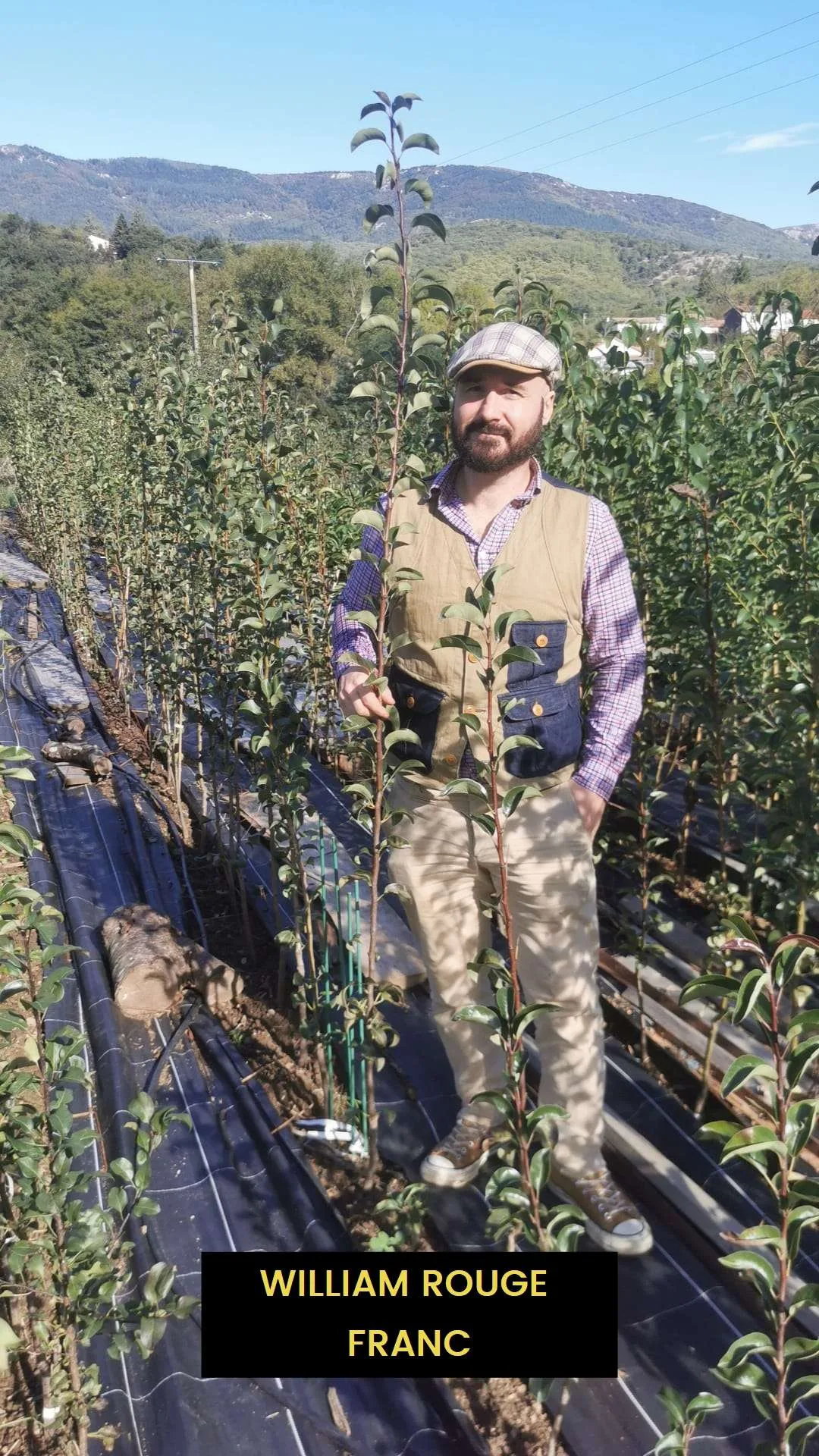 Poirier d'Eté WILLIAM ROUGE, RED BARTLET, BON-CHRETIEN ROUGE – Image 2