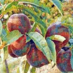 Pêcher Roussane de Rodez