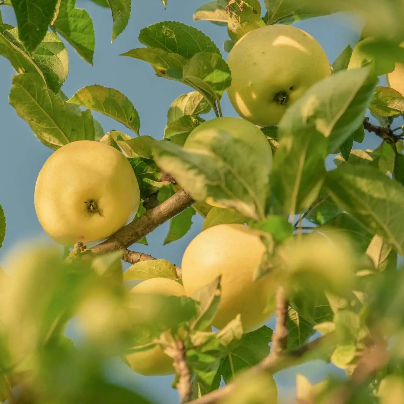 Pommier de Garde GOLDEN
