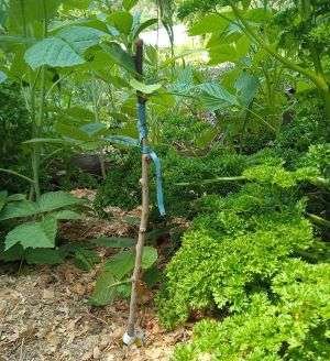 Formation à la greffe – Image 3