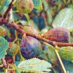 Figuier BOURJASSOTTE NOIRE