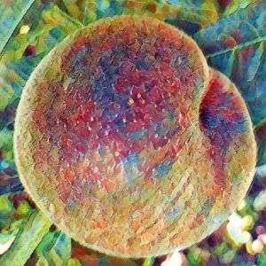 Pêcher CHARLES ROUX