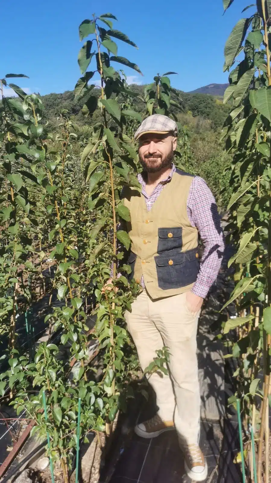 Cerisier BIGARREAU REVERCHON – Image 2