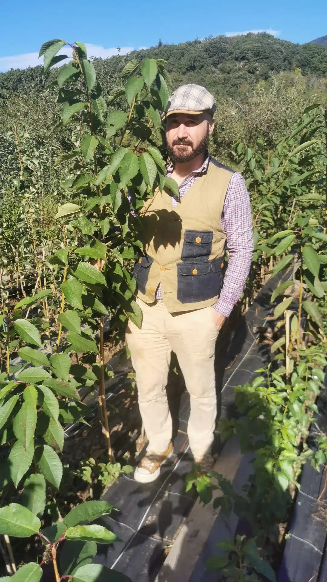 Cerisier BIGARREAU NOIR DE MECHED – Image 3