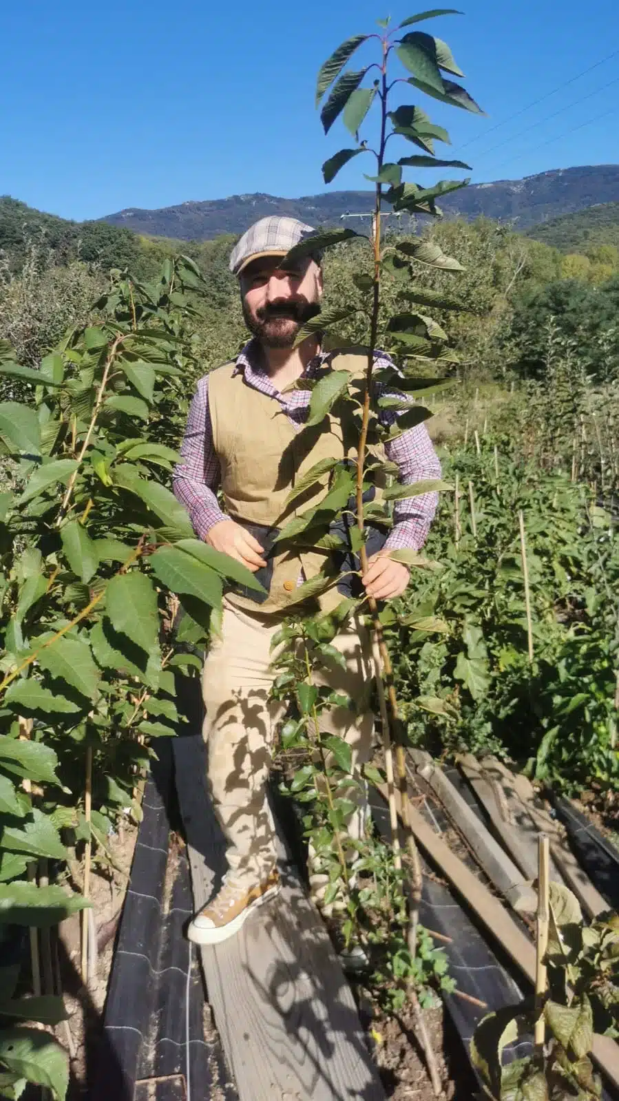 Cerisier BIGARREAU NOIR DE MECHED – Image 2